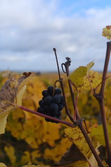 Vale do Loire, França